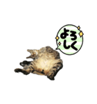 原田家のにゃんこず（個別スタンプ：6）