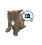 原田家のにゃんこず（個別スタンプ：7）