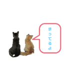 原田家のにゃんこず（個別スタンプ：8）