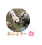 ここたfriends-1（個別スタンプ：3）