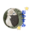 ここたfriends-1（個別スタンプ：6）