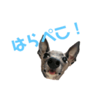 辰巳家の犬猫（個別スタンプ：1）