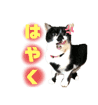 辰巳家の犬猫（個別スタンプ：6）