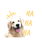 辰巳家の犬猫（個別スタンプ：7）