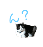 辰巳家の犬猫（個別スタンプ：9）