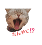 辰巳家の犬猫（個別スタンプ：13）