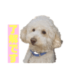 ビジョンプーのマックスくん（個別スタンプ：11）