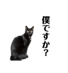 看板犬と看板猫（個別スタンプ：1）