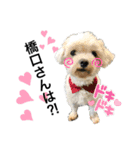 看板犬と看板猫（個別スタンプ：3）