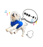 看板犬と看板猫（個別スタンプ：4）