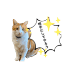 看板犬と看板猫（個別スタンプ：5）