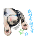 看板犬と看板猫（個別スタンプ：7）