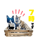 看板犬と看板猫（個別スタンプ：13）