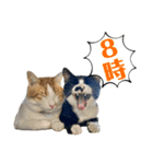 看板犬と看板猫（個別スタンプ：14）