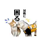看板犬と看板猫（個別スタンプ：15）