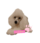 プードル犬kohaku君（個別スタンプ：1）