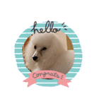 プードル犬kohaku君（個別スタンプ：2）