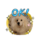 プードル犬kohaku君（個別スタンプ：3）