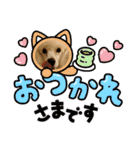 プードル犬kohaku君（個別スタンプ：4）