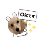 プードル犬kohaku君（個別スタンプ：5）