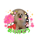 プードル犬kohaku君（個別スタンプ：6）