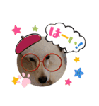 プードル犬kohaku君（個別スタンプ：7）