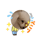 プードル犬kohaku君（個別スタンプ：12）