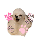 プードル犬kohaku君（個別スタンプ：13）