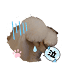 プードル犬kohaku君（個別スタンプ：14）