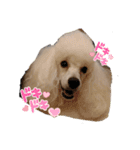 プードル犬kohaku君（個別スタンプ：19）