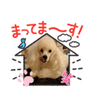 プードル犬kohaku君（個別スタンプ：21）