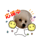 プードル犬kohaku君（個別スタンプ：22）