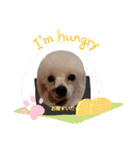 プードル犬kohaku君（個別スタンプ：24）