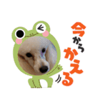プードル犬kohaku君（個別スタンプ：25）