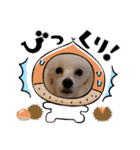 プードル犬kohaku君（個別スタンプ：26）