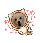 プードル犬kohaku君（個別スタンプ：27）