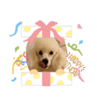 プードル犬kohaku君（個別スタンプ：30）