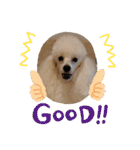 プードル犬kohaku君（個別スタンプ：31）