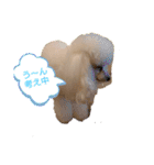 プードル犬kohaku君（個別スタンプ：32）