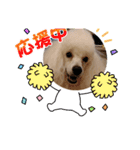 プードル犬kohaku君（個別スタンプ：33）