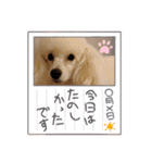 プードル犬kohaku君（個別スタンプ：35）