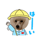 プードル犬kohaku君（個別スタンプ：36）