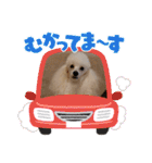 プードル犬kohaku君（個別スタンプ：37）