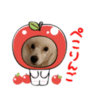 プードル犬kohaku君（個別スタンプ：38）