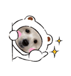 プードル犬kohaku君（個別スタンプ：39）