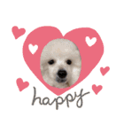 プードル犬kohaku君（個別スタンプ：40）