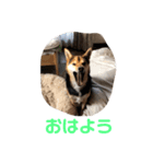 はな's スタンプ2（個別スタンプ：1）