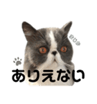 ハチワレエキゾチックにゃのです！（個別スタンプ：6）