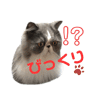 ハチワレエキゾチックにゃのです！（個別スタンプ：8）