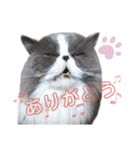 ハチワレエキゾチックにゃのです！（個別スタンプ：9）